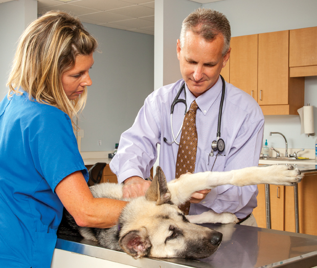 vet referrals